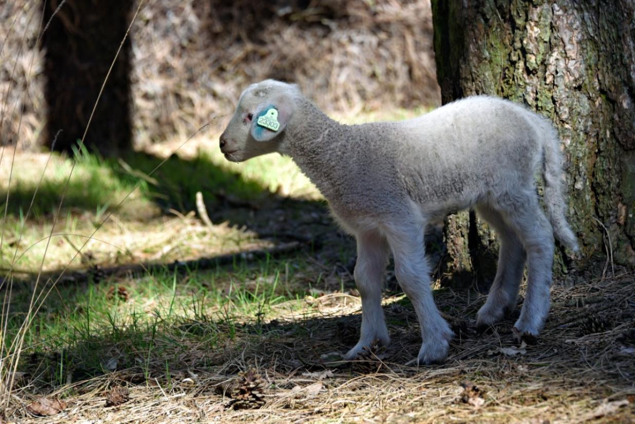 1 lammetjes 2025
