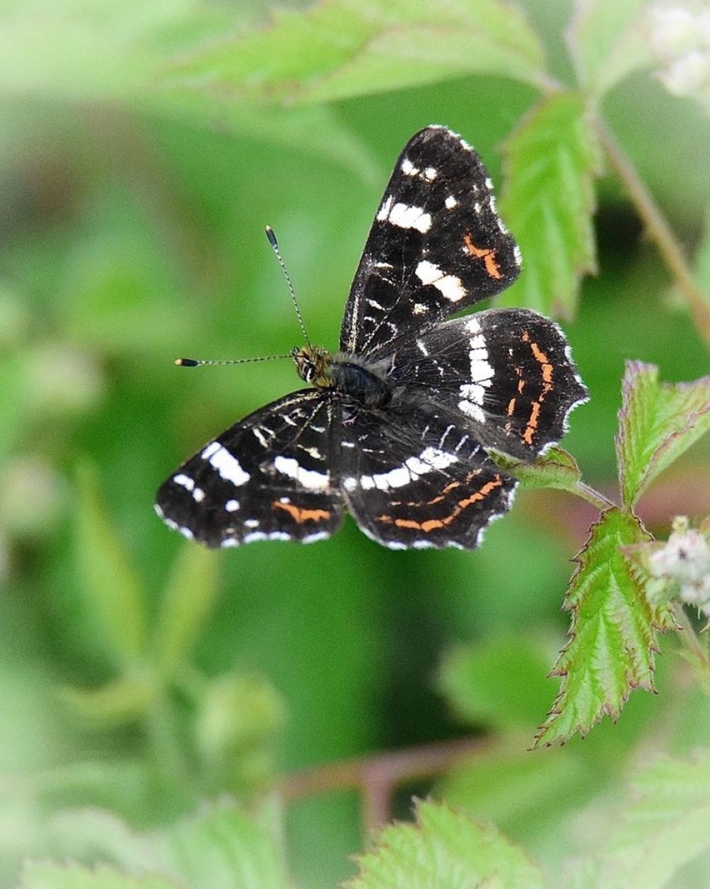 2 Landkaartje vlinder