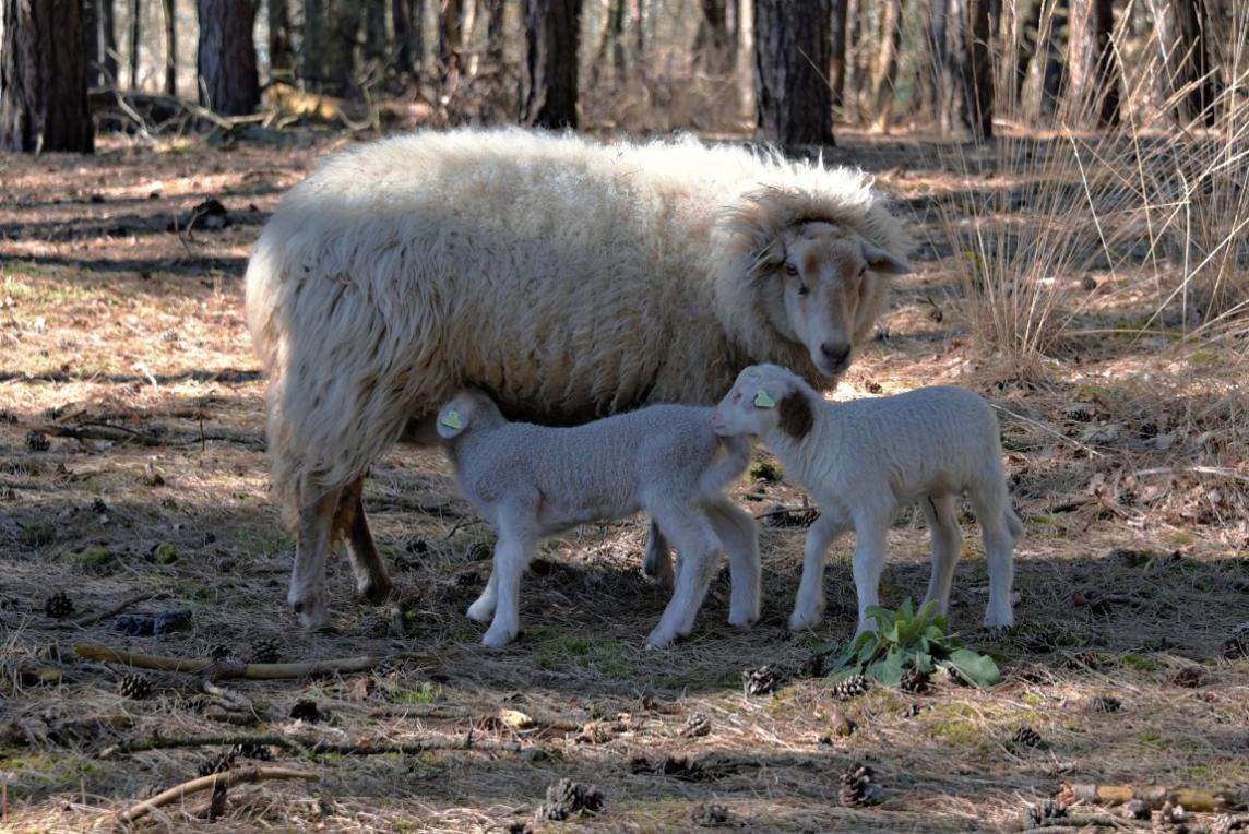 2 lammetjes 2025