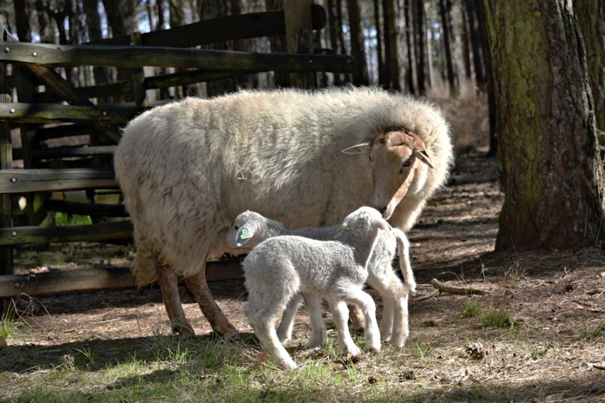 3 lammetjes 2025
