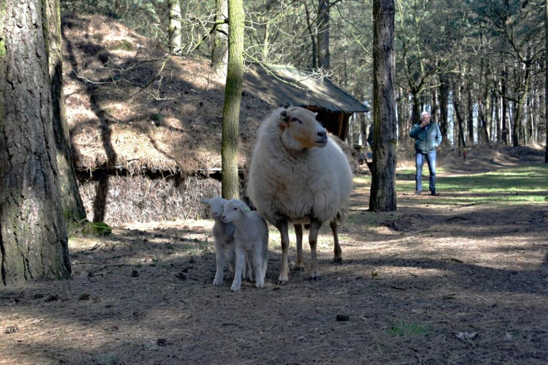 4 lammetjes 2025