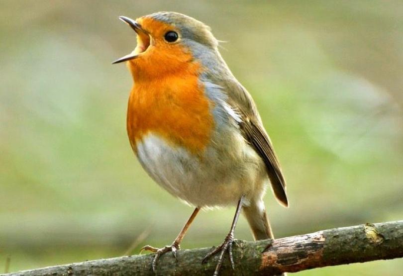https://www.inboekel.nl/vogelwandeling-perekker-en-voskuilen/?fbclid=IwAR1HVXGIR9RsEug_XxKXl_zx8JXknakfgur_pgNK1tRRPWnsfNjJ0WRptoU_aem_AbV52HQsJv96I0o_DZUEqhR3ked_6_mbKbdl_1FRK5bv16TYa2aoGC7g7f60fh52Er_KCf6xUFlgwCAMOo1bMCRA