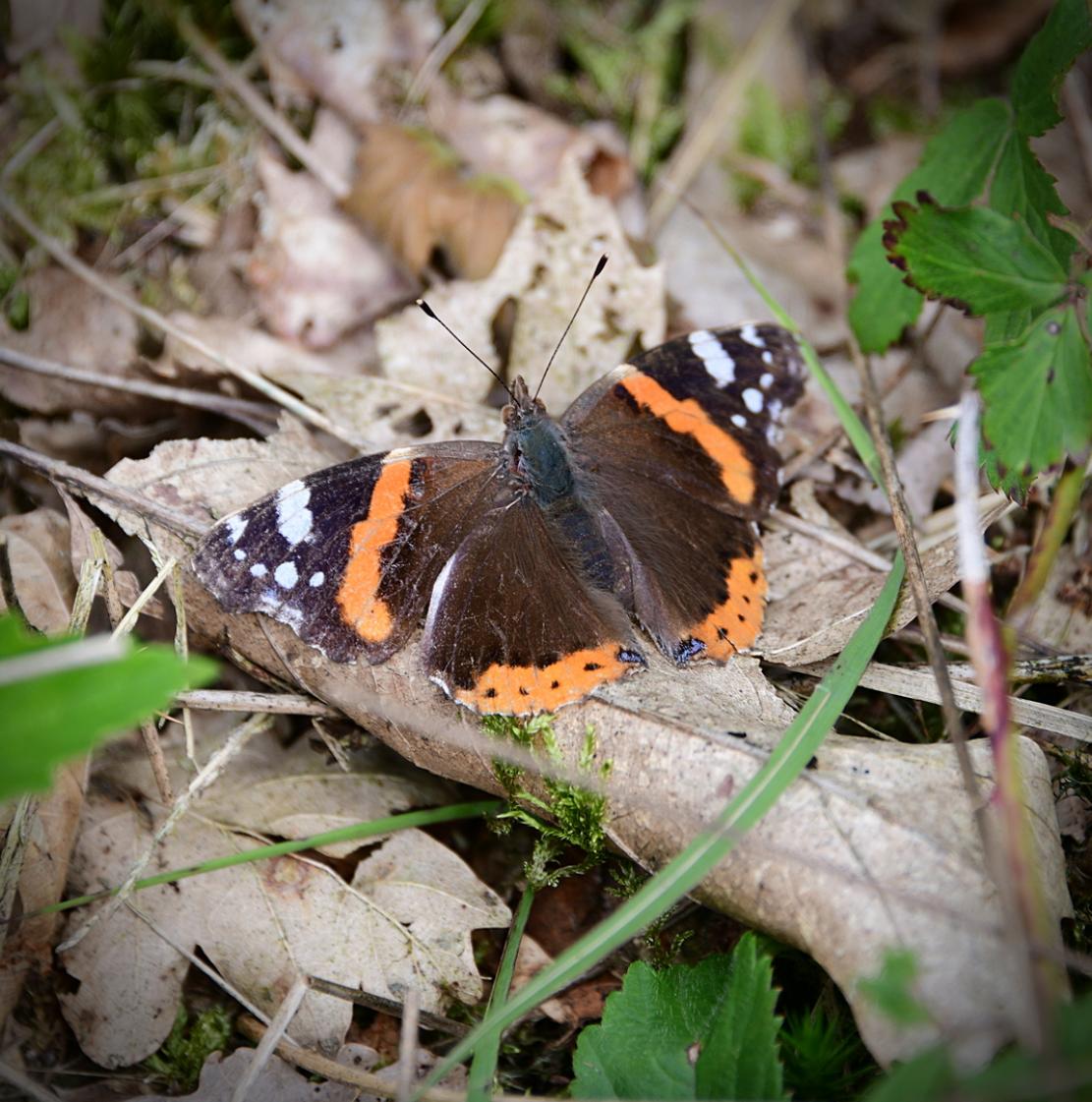 Atalanta vlinder