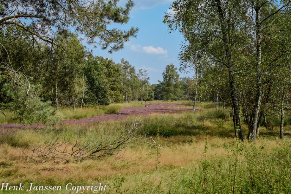 Bloeiende heide 2024._lzn