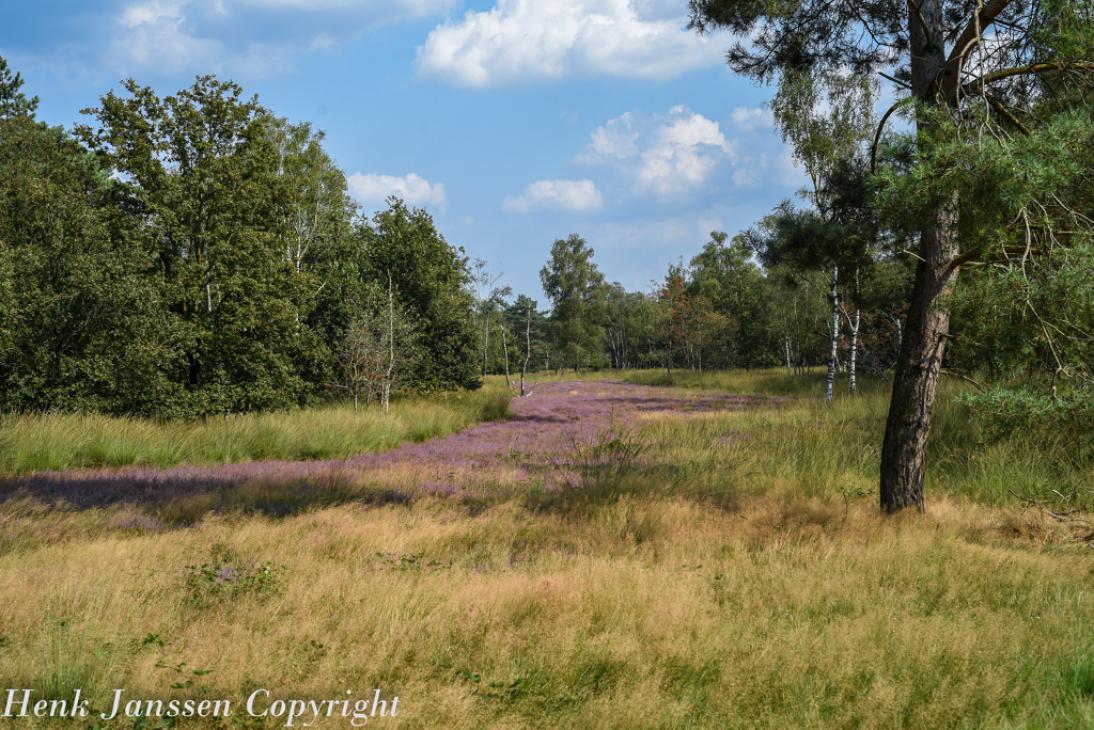Bloeiende heide 2024_lzn