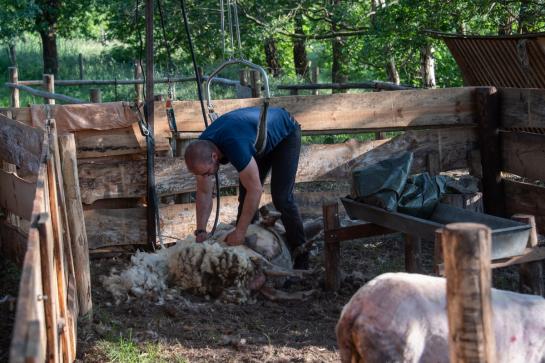 Het scheren van schapen