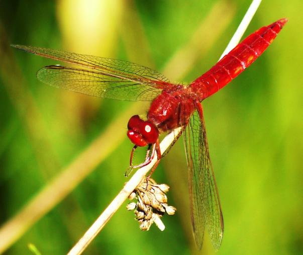 Rode libelle