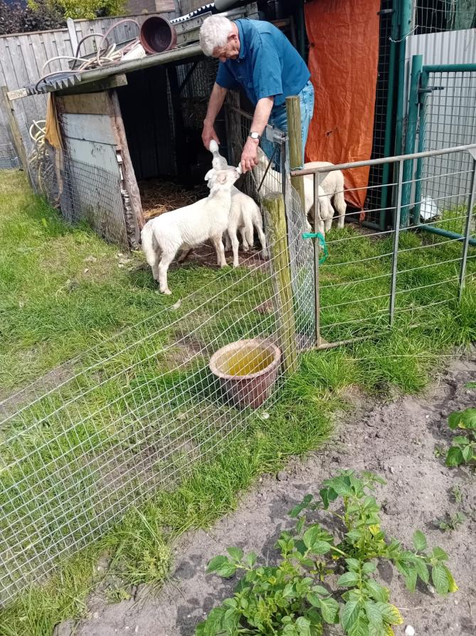 lammeren met de fles grootgebracht (1)