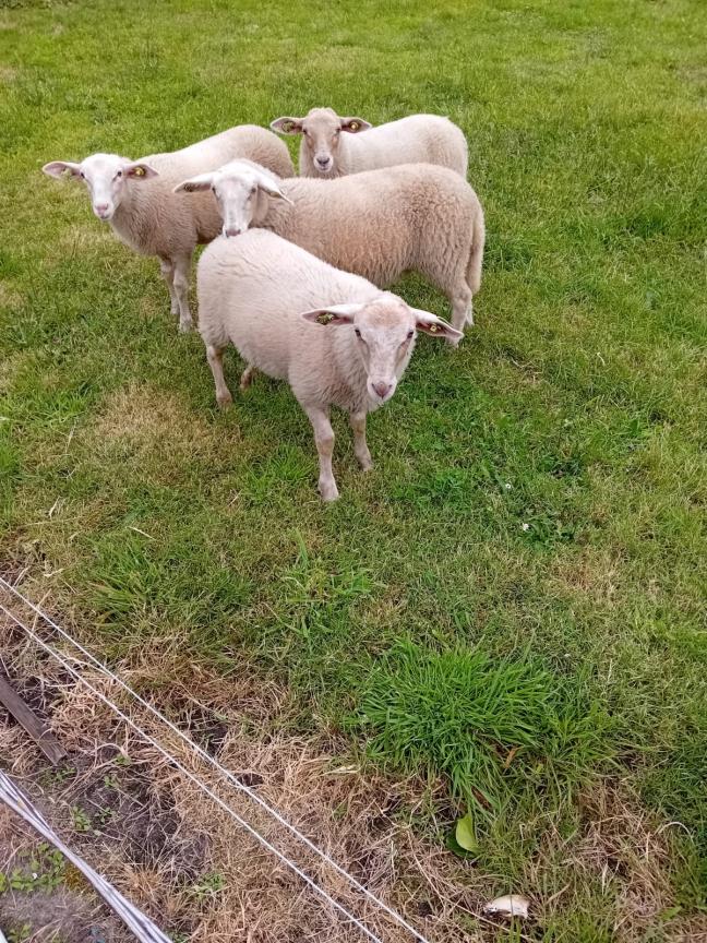 lammeren met de fles grootgebracht (3)