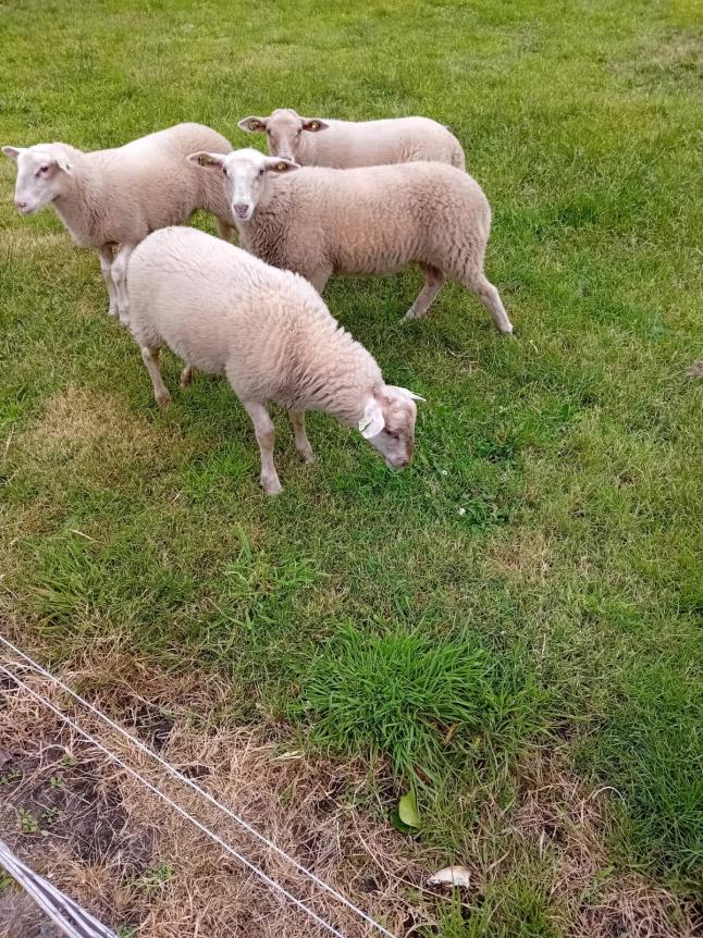 lammeren met de fles grootgebracht (4)