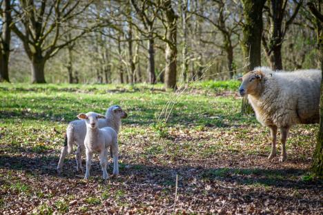 lammetjes Lente op de Voskuilenheuvel HJA_7282