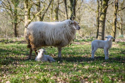 lammetjes Lente op de Voskuilenheuvel HJA_7287