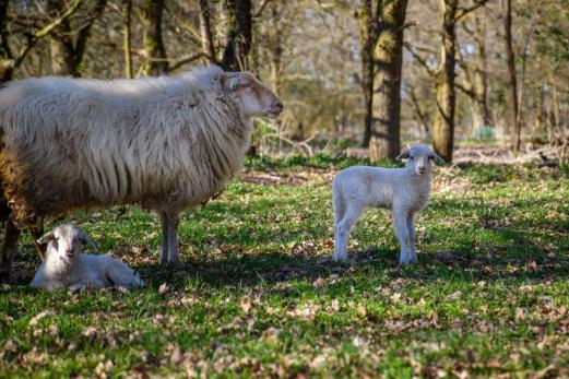 lammetjes Lente op de Voskuilenheuvel HJA_7289