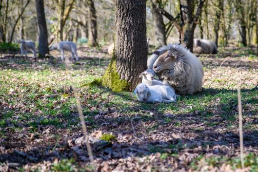 lammetjes Lente op de Voskuilenheuvel HJA_7305