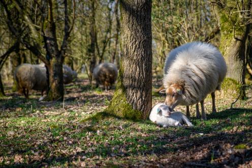 lammetjes Lente op de Voskuilenheuvel HJA_7312